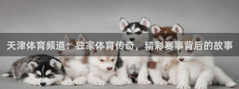 天津体育频道：独家体育传奇，精彩赛事背后的故事